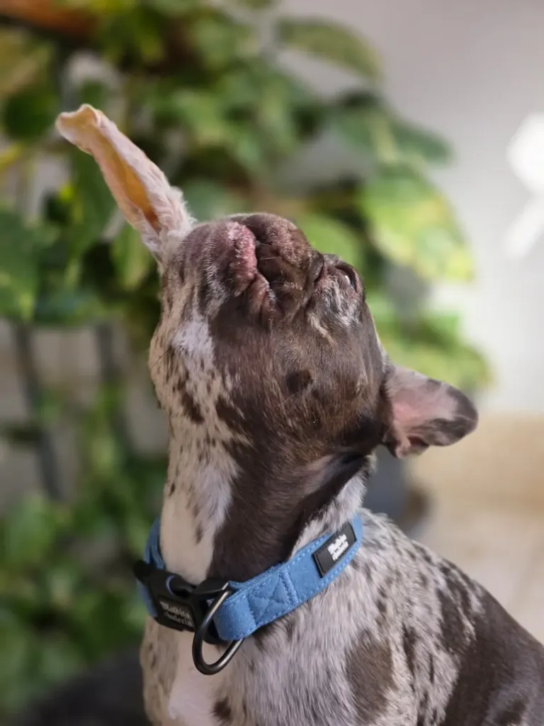 Oreja de Conejo Con Pelo