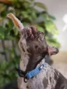 Oreja de Conejo Con Pelo